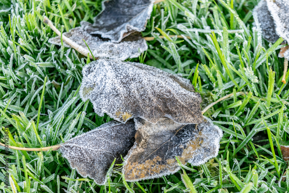 Rime on fallen dry leaves on green grass. Frost in the winter. Hoarfrost on the grass in the cold autumn. Rime on fallen dry leaves on green grass. Frost in the winter. Hoarfrost on the grass in the cold autumn.
