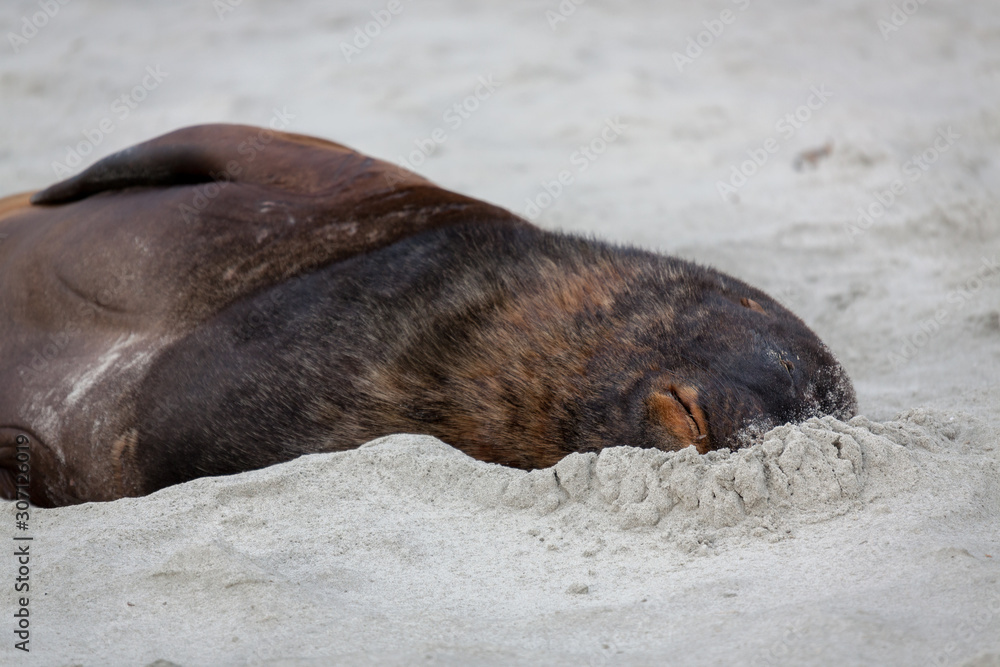 Fototapeta premium New Zealand Sea Lion (Phocarctos hookeri)