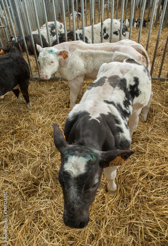 Calf. Double-muscled calves. Farming. Meat calves. Cattle. Belgian Blue cows