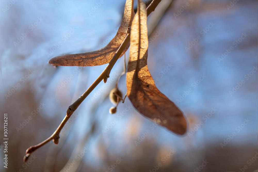 Fototapeta premium branch of a tree in autumn