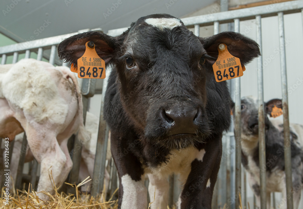 Calf. Doublemuscled calves. Farming. Meat calves. Cattle. Belgian Blue