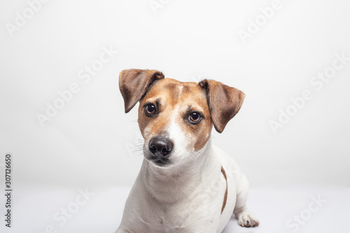 Portrait of dog breed Jack Russell Terrier lying on white background. Isolated image. © jcalvera