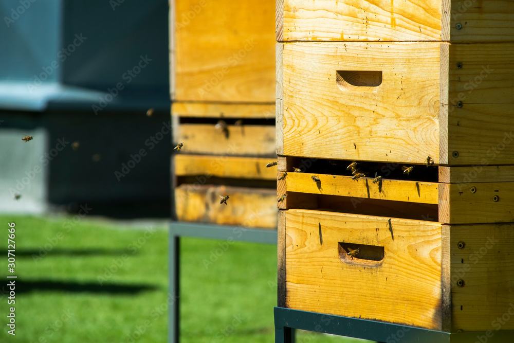 Hives in apiary on the roof of modern building in the downtown Hives in apiary on the roof of modern building in the downtown