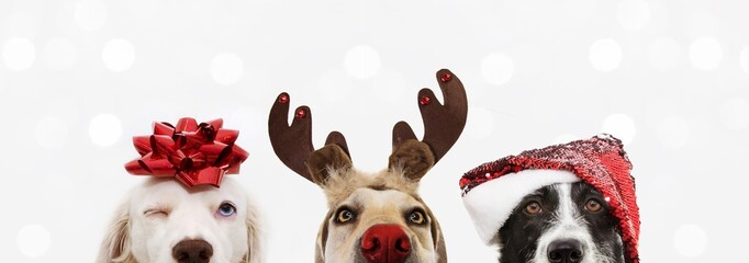banner close-up hide three dogs pet celebrating christmas wearing a reindeer antlers diadem, santa hat and red ribbon. Isolated on white or gray background.