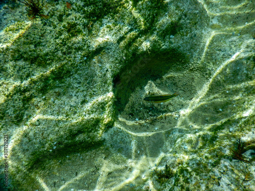 Isolated malayan halfbeak in the water, needle fish, Dermogenys pusilla photo