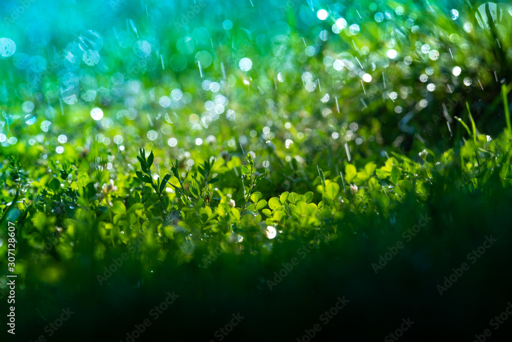 Fototapeta premium Green grass under water drops sun day light close up