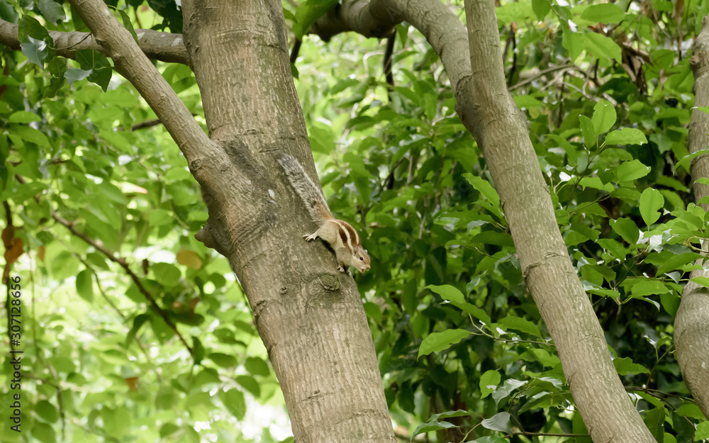 A striped rodents marmots chipmunks squirrel (Sciuridae arboreal species of flying squirrels family) spotted on a tree trunk on hunting mood. Animal behavior themes. Animals in the wild background. A striped rodents marmots chipmunks squirrel (Sciuridae arboreal species of flying squirrels family) spotted on a tree trunk on hunting mood. Animal behavior themes. Animals in the wild background.