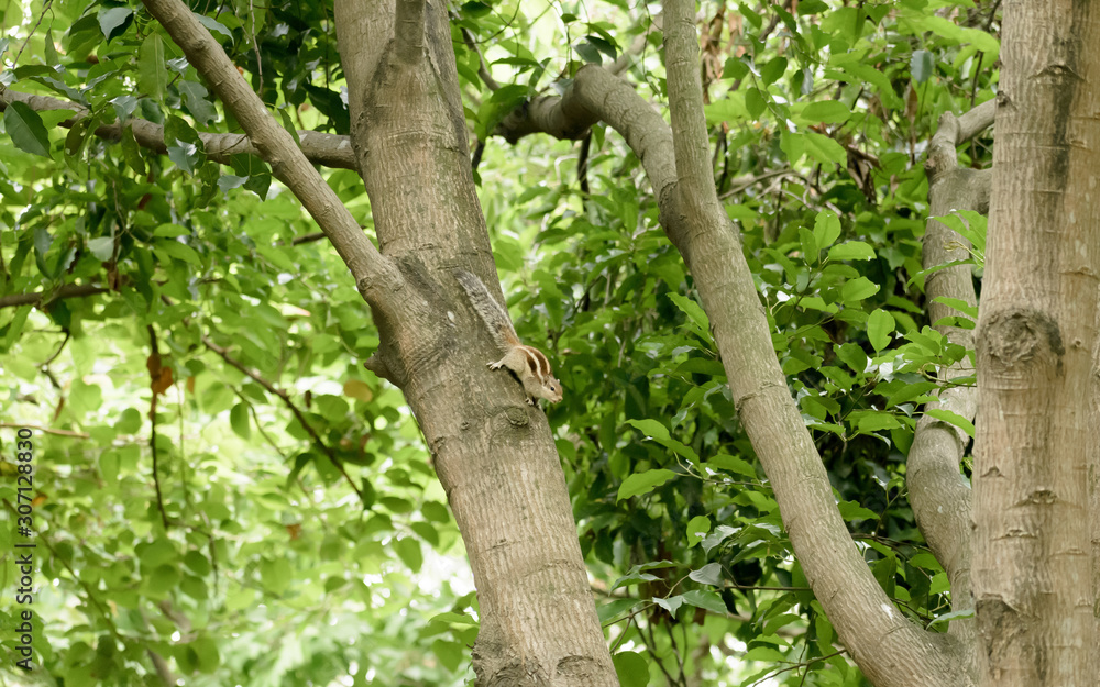 Fototapeta premium A striped rodents marmots chipmunks squirrel (Sciuridae arboreal species of flying squirrels family) spotted on a tree trunk on hunting mood. Animal behavior themes. Animals in the wild background.