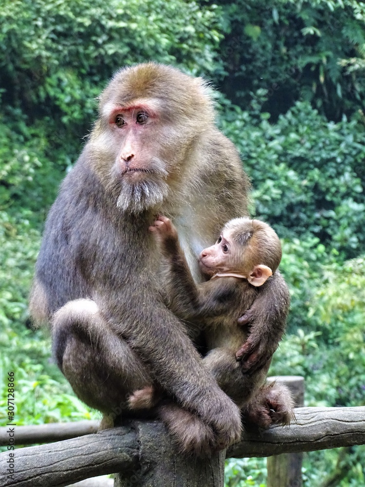 Maman singe et son petit dans les bras en pleine nature de l'Emei-shan