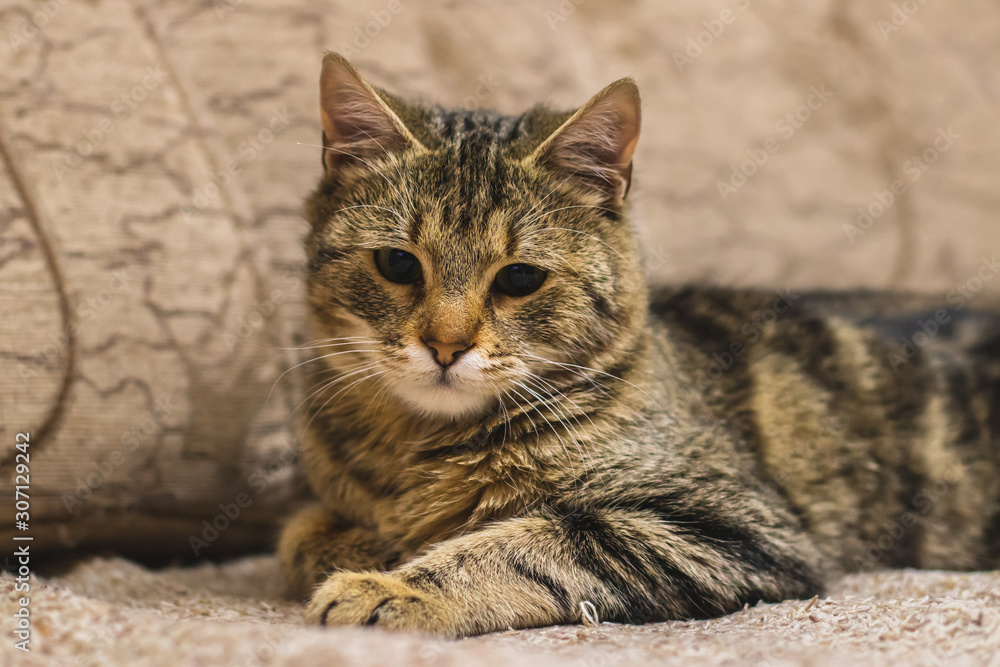 Cat lying on a sofa. Domestic kitten resting at home. Cat lying on a sofa. Domestic kitten resting at home.