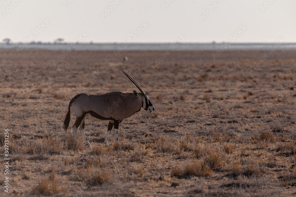 One Oryx - Oryx gazelle- grazing on the plains of Etosha national park, Namibia One Oryx - Oryx gazelle- grazing on the plains of Etosha national park, Namibia