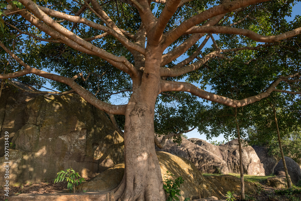 Obraz premium banyan tree(fig tree) in the tropical forest