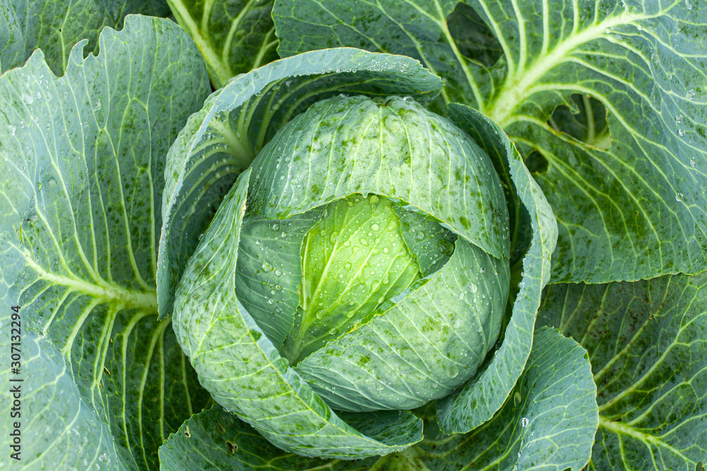 Fototapeta premium Green cabbage with open leaves in the garden, top view.