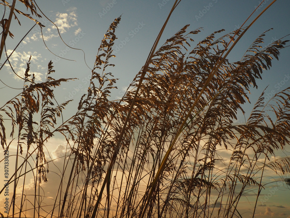 Sea Oats in Breeze at Dusk on Gulf Coast, Florida Sea Oats in Breeze at Dusk on Gulf Coast, Florida