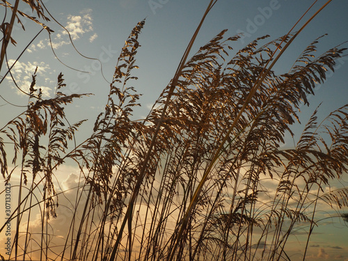 Sea Oats in Breeze at Dusk on Gulf Coast, Florida