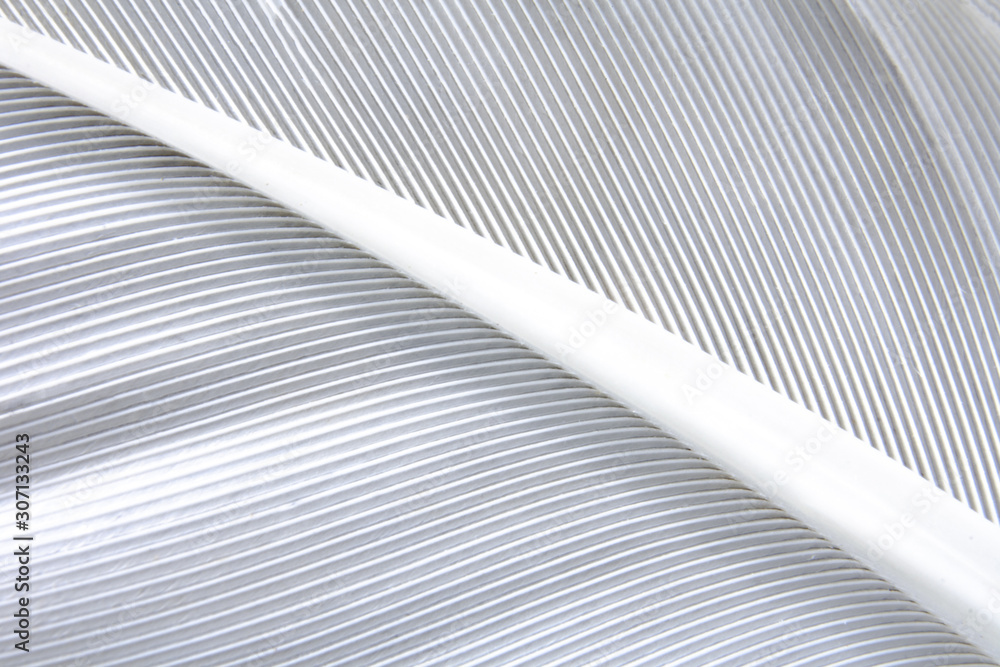 Obraz premium White bird's feather in approximation
