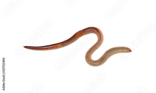 Earth worm isolated on white
