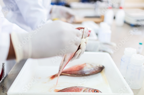 Fish to be tested in the laboratory, scissors.