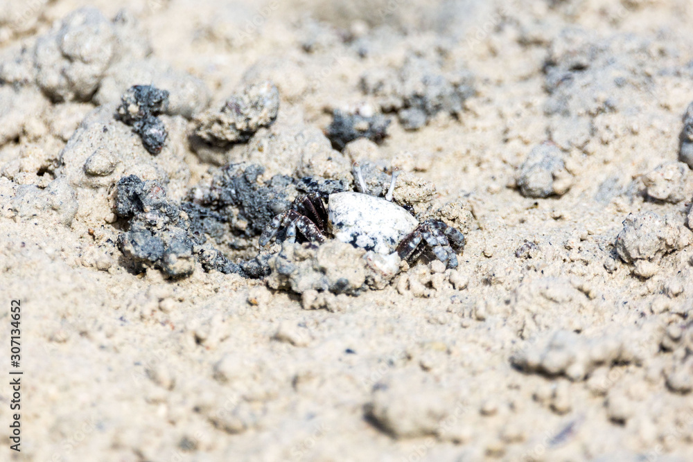 Fiddler crab nearly invisible, camouflaged to the muddy ground, Zanzibar Fiddler crab nearly invisible, camouflaged to the muddy ground, Zanzibar