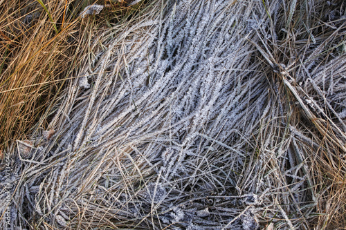 Frost on the withered grass. Background of the calm, natural shades