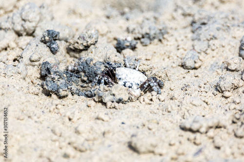 Fiddler crab nearly invisible  camouflaged to the muddy ground  Zanzibar