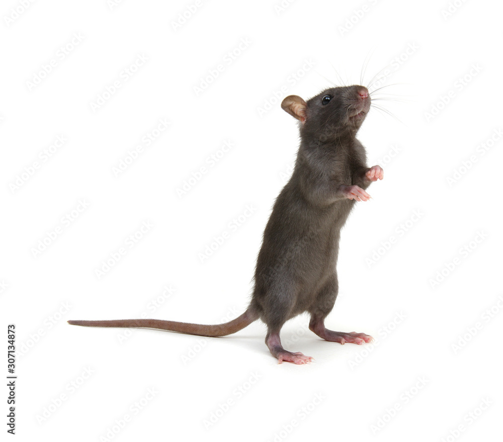 black rat isolated on the white black rat isolated on the white