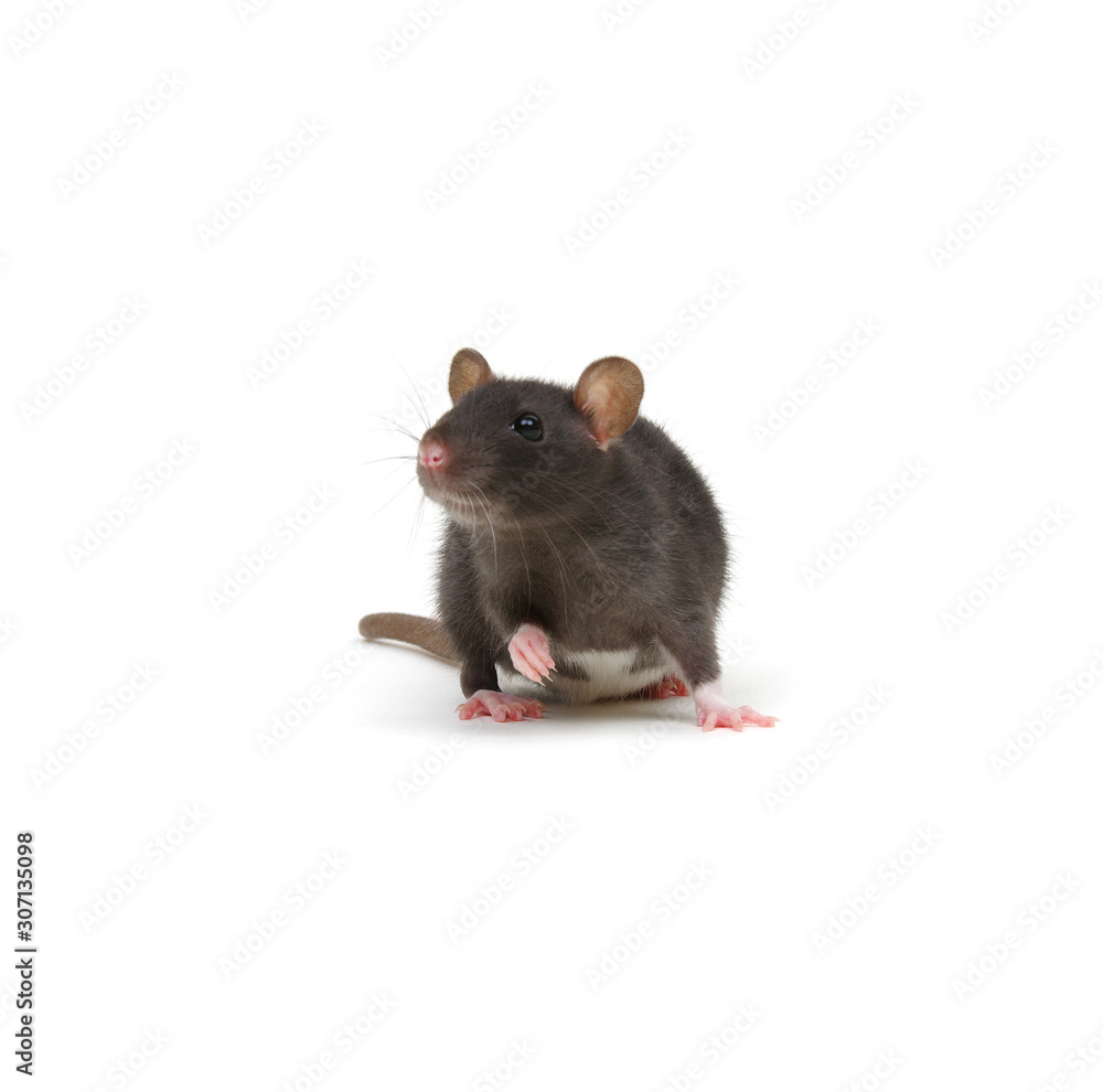 Rat isolated on white background