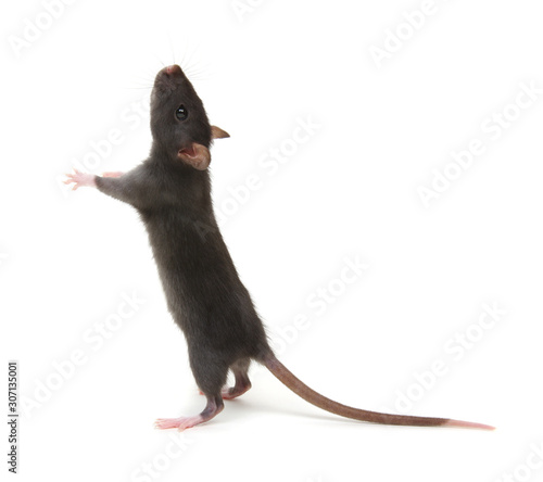 Rat standing on hind legs on white