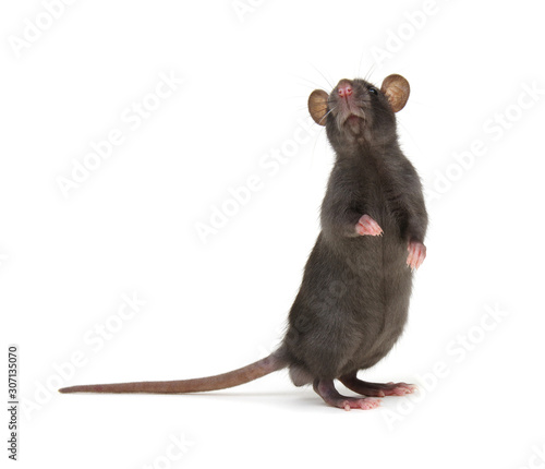Fotografie, Tablou Rat standing on hind legs on white