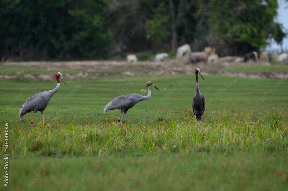 Obraz premium Eastern Sarus Crane (Grus antigone) at Huay Jorrakaemak Reservoir Non-Hunting Area, Buriram, Thailand
