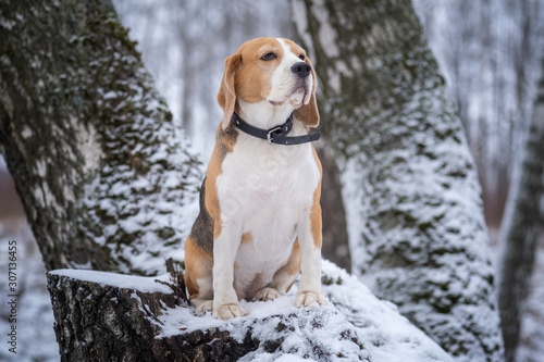 dog breed Beagle for a walk in the winter snow covered Park