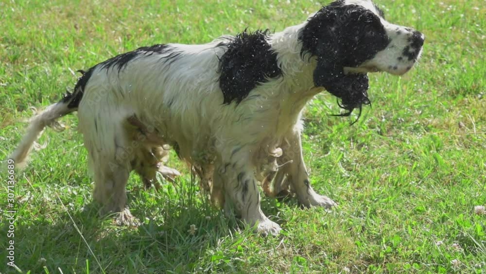 Wet black and white english cocker spaniel shakes off after swimming Wet black and white english cocker spaniel shakes off after swimming