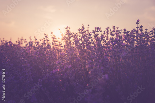 Sunset over lavender field in Bulgaria. Summer nature background.