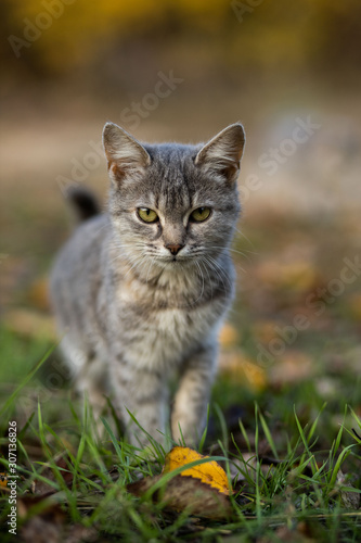 Small grey kitten with yellow eyes on a green grass © Евгений Зимин