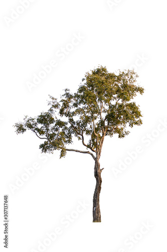 tree isolated from white background.
