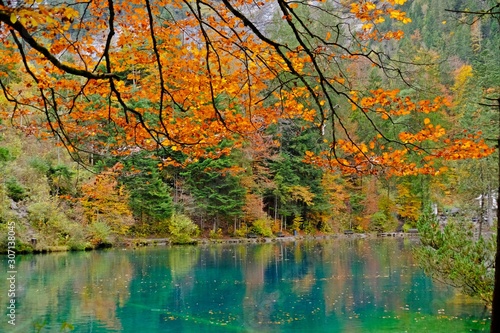 Colorful leaves during Fall or Autumn with a crystal bright blue lake at Blausee  Kandergrund  SWITZERLAND.