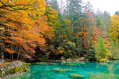 Fototapeta Naklejka Na Ścianę i Meble -  Colorful leaves during Fall or Autumn with a crystal bright blue lake at Blausee, Kandergrund, SWITZERLAND.