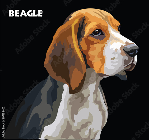 Beagle colorful vector portrait
