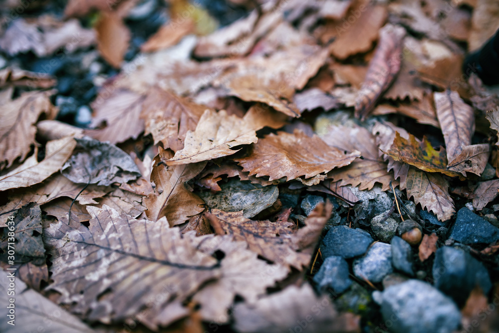 Fototapeta premium Dry red colored leaves fell on the floor in autumn.soft focus.