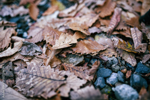 Dry red colored leaves fell on the floor in autumn.soft focus.