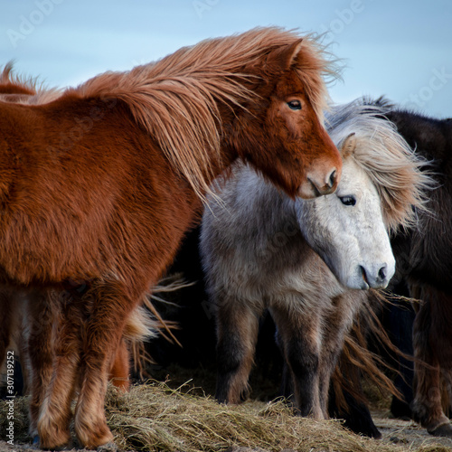 Funny plush Icelandic horses on the farm in the mountains of Iceland eating grass