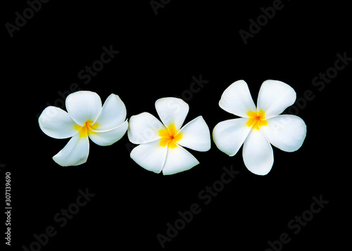Plumeria flowers are fragrant and beautiful blossoming flowers on black background appropriate the background , idea copy space