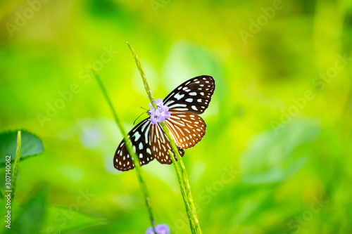 Butterflies on the island twigs , drinking nectar from flowersof the morning look beautiful © pcbang