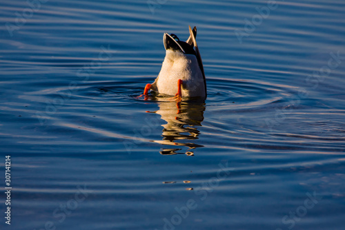 Anatra nel Lago di Varese