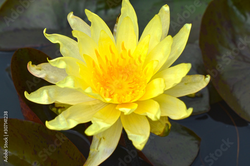 Lotus flower, beautiful yellow waterlily blossom in pond