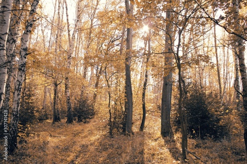 Birch grove in autumn in the sun