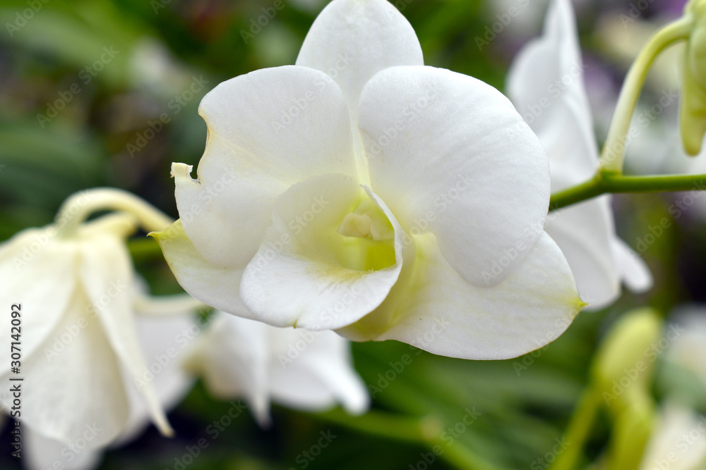 white orchids with nature blurred background white orchids with nature blurred background