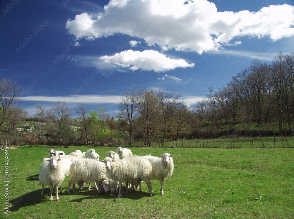 Fototapeta premium sheep