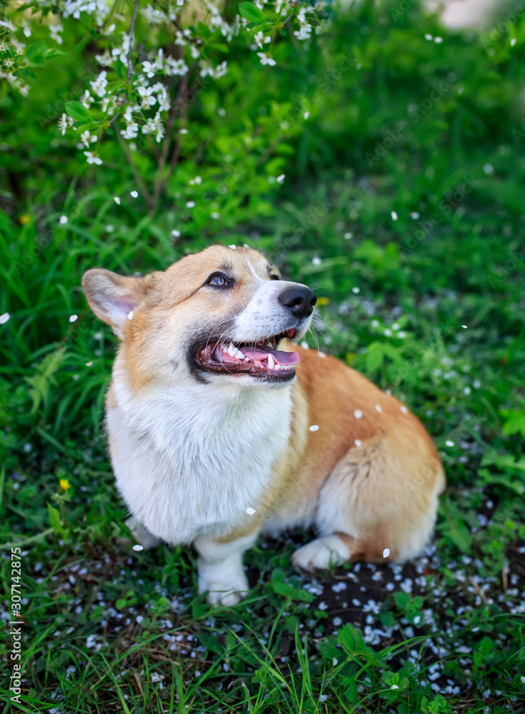 portrait of red Corgi dog puppy sitting on green the grass under the branch of the cherry blossoms in the may garden