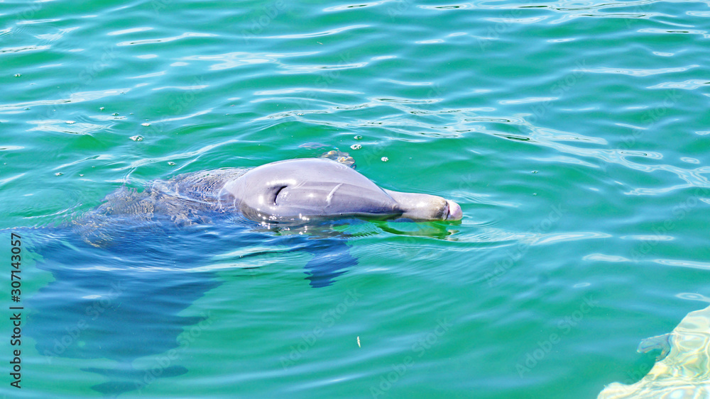Delfinario y delfines en un espectáculo de Cayo Santa María, República de Cuba